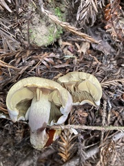 Gymnopilus punctifolius