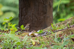 Dendronanthus indicus