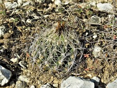 Coryphantha sulcata