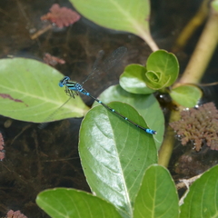 Austroagrion watsoni