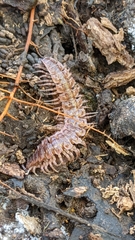 Pseudopolydesmus
