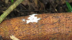 Ficus citrifolia