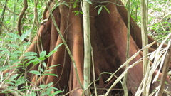 Ficus citrifolia