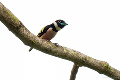 Eurylaimus ochromalus