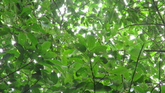 Ficus citrifolia