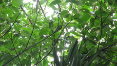 Ficus citrifolia