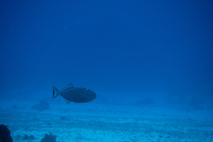 Xanthichthys ringens