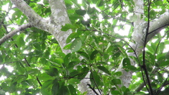 Ficus citrifolia