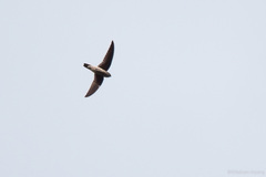 Aerodramus germani