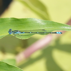 Austroagrion watsoni