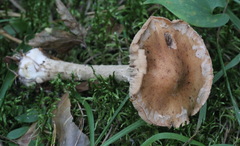 Leucocortinarius bulbiger
