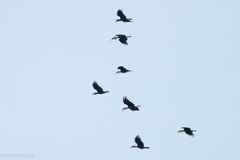 Rhyticeros undulatus