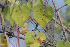 Cephalanthus salicifolius