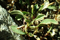 Penstemon newberryi