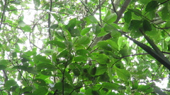 Ficus citrifolia