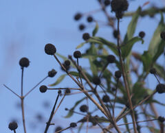 Cephalanthus salicifolius