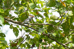 Lalage fimbriata