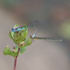 Austroagrion watsoni