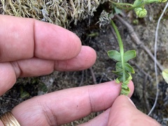 Polypodium californicum