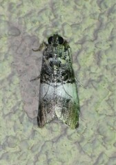 Pococera