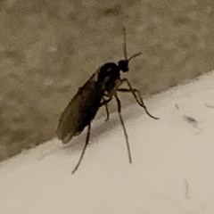 Sciaroidea