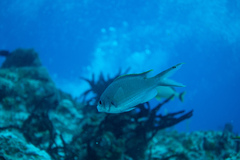 Azurina multilineata