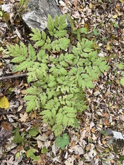 Actaea podocarpa