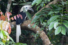 Berenicornis comatus