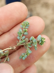 Euphorbia prostrata