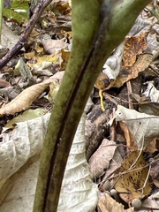 Actaea podocarpa