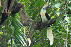 Berenicornis comatus