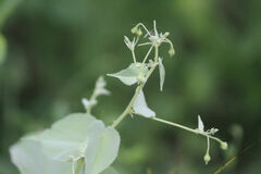 Abutilon trisulcatum