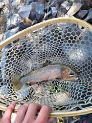 Oncorhynchus clarkii