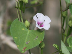 Ipomoea amnicola
