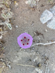 Eremalche rotundifolia