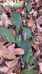 Opuntia humifusa