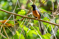 Copsychus malabaricus
