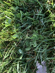 Trifolium repens