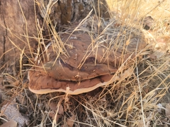 Ganoderma polychromum