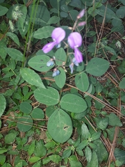 Desmodium rotundifolium