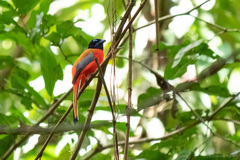 Harpactes duvaucelii