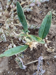 Ditaxis humilis