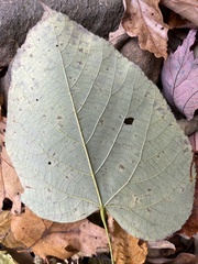 Tilia americana heterophylla
