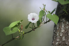 Ipomoea amnicola