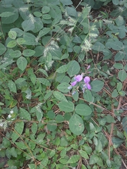 Desmodium rotundifolium