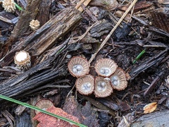 Cyathus striatus