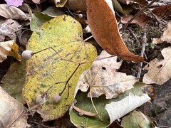 Tilia americana heterophylla