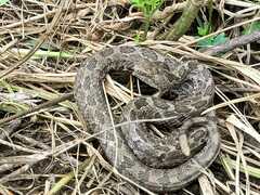 Crotalus ravus ravus