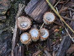 Cyathus striatus