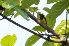 Melanochlora sultanea